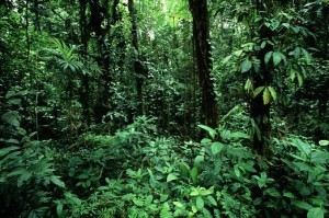 God’s Green carpetry