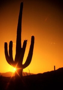 Sunrise in the southwestern desert