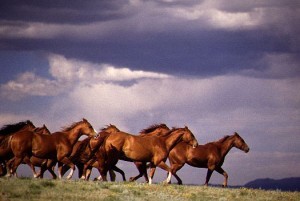 Wild Horses