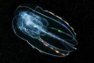 Comb jelly Bolinopsis infundibuliformis