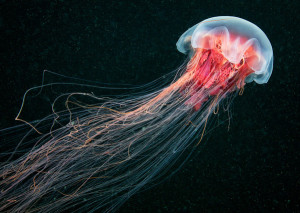 Lion’s mane jellyfish Cyanea capillata