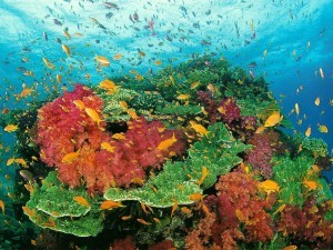 Underwater Coral