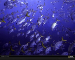 The Deep Blue