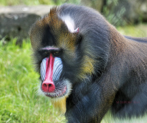 Mandrill