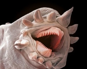 Here, a hydrothermal worm, imaged with an electron microscope.
